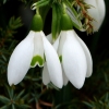 Schneeglöckchen