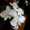 Orchideen