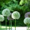 Allium