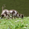 Nilgänschen