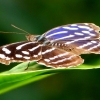 Schmetterling