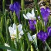 Krokusse