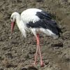 Storch