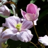 Clematis