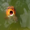 Koi