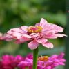 Zinnien