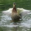 Ente