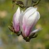 Magnolien