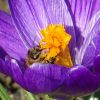 Biene in Krokus