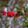 Zweig mit roten Beeren