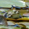 Frosch
