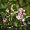 Apfelbaum Knospen und Blüten