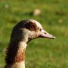 Nilgans
