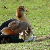 Nilgans