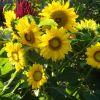 Sonnenblumen