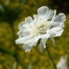 Scabiose