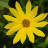 Helianthus Tuberosus