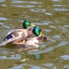 Enten