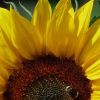 Sonnenblume