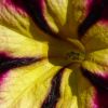 Blüte