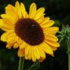 Sonnenblume