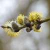 Weidenkätzchen