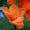 Gladiolenblüte