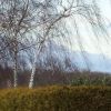 Birken im Sturm