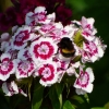 Hummel
