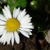 Gänseblümchen