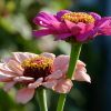 Zinnien