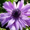 Anemone