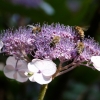 Tellerhortensie mit Bienen