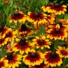 Rudbeckia