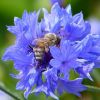 Kornblume mit Biene