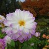 Dahlien