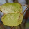 Blatt im November