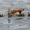 Nilgänse