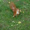 Eichhörnchen
