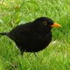 Amsel