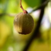 Frucht vom Taschentuchbaum