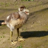 Kleine Nilgans