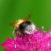 Hummel