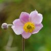 Anemone