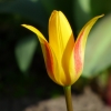 Tulpe