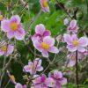 Anemonen