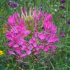 Spinnenblume