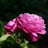 Rosen