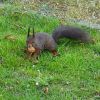 Eichhörnchen mit Nuss