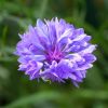 Kornblume